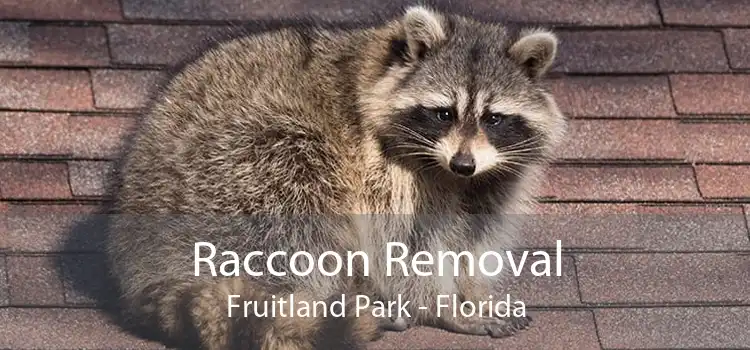 Raccoon Removal Fruitland Park - Florida