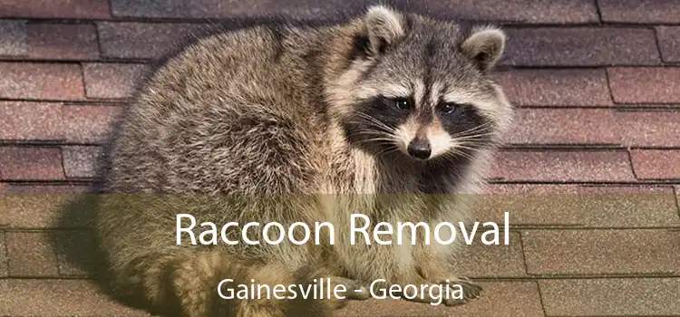 Raccoon Removal Gainesville - Georgia
