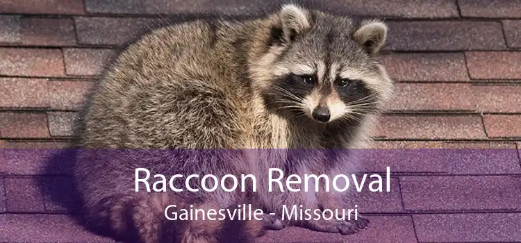 Raccoon Removal Gainesville - Missouri