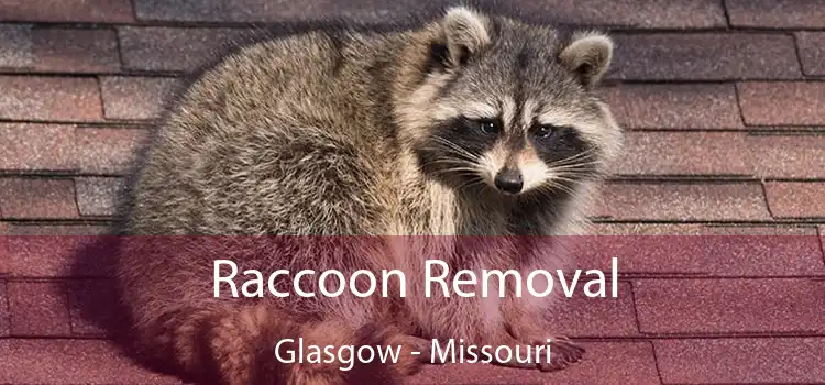 Raccoon Removal Glasgow - Missouri