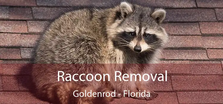 Raccoon Removal Goldenrod - Florida