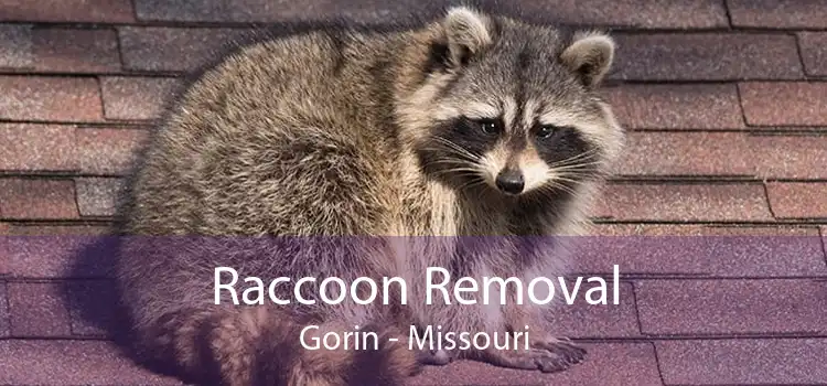 Raccoon Removal Gorin - Missouri