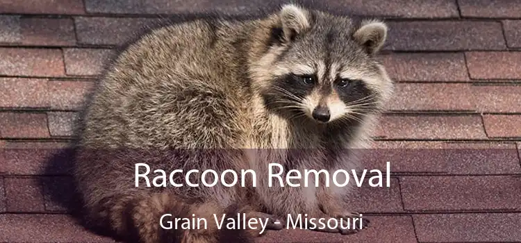 Raccoon Removal Grain Valley - Missouri