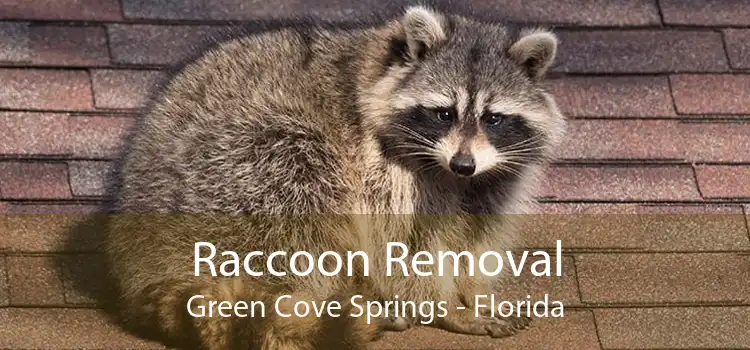 Raccoon Removal Green Cove Springs - Florida