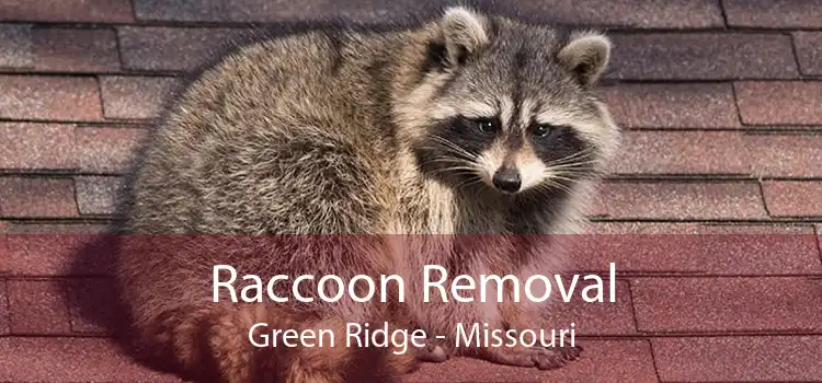 Raccoon Removal Green Ridge - Missouri