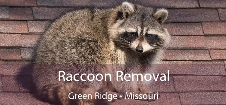 Raccoon Removal Green Ridge - Missouri