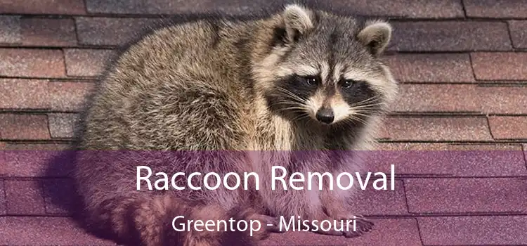 Raccoon Removal Greentop - Missouri