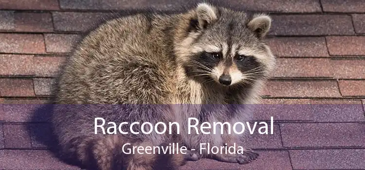 Raccoon Removal Greenville - Florida