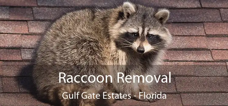 Raccoon Removal Gulf Gate Estates - Florida