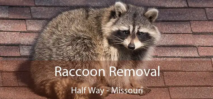 Raccoon Removal Half Way - Missouri