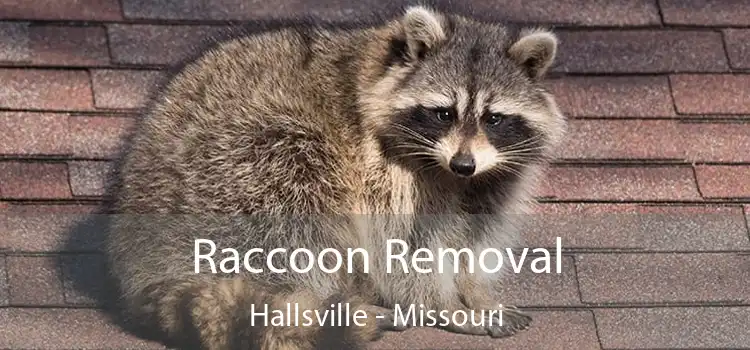 Raccoon Removal Hallsville - Missouri