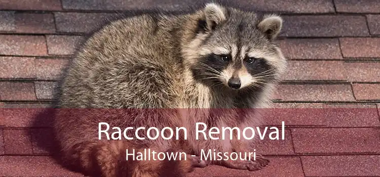 Raccoon Removal Halltown - Missouri
