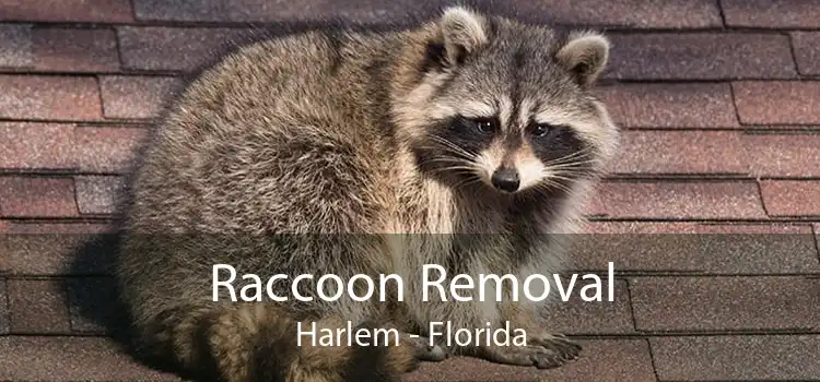 Raccoon Removal Harlem - Florida