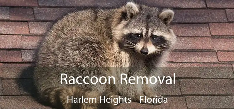 Raccoon Removal Harlem Heights - Florida