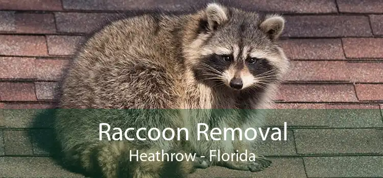 Raccoon Removal Heathrow - Florida