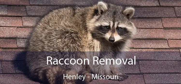 Raccoon Removal Henley - Missouri