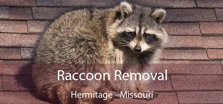 Raccoon Removal Hermitage - Missouri