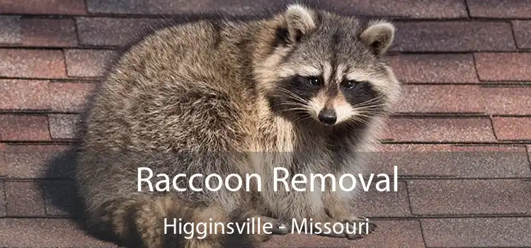 Raccoon Removal Higginsville - Missouri