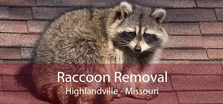 Raccoon Removal Highlandville - Missouri