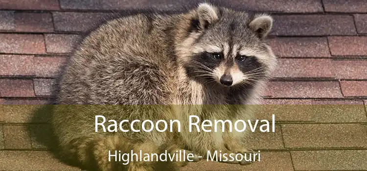 Raccoon Removal Highlandville - Missouri