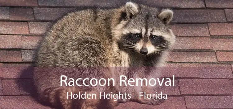 Raccoon Removal Holden Heights - Florida