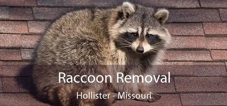 Raccoon Removal Hollister - Missouri