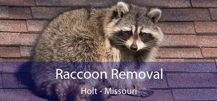 Raccoon Removal Holt - Missouri