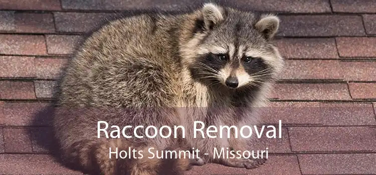 Raccoon Removal Holts Summit - Missouri