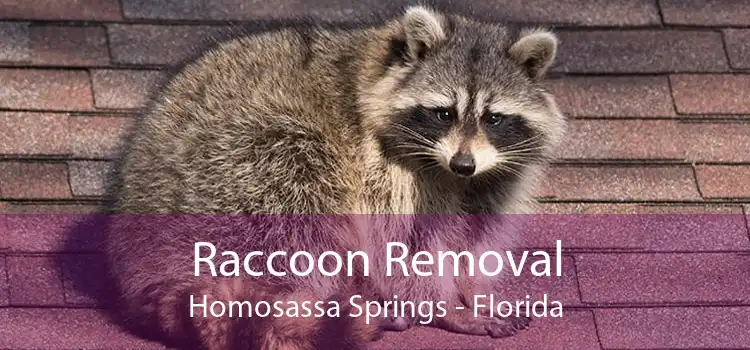 Raccoon Removal Homosassa Springs - Florida