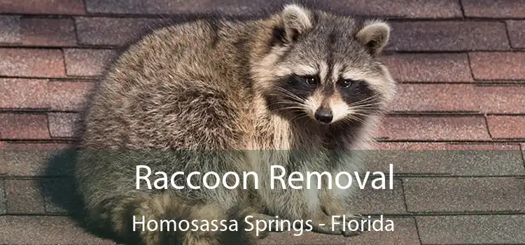 Raccoon Removal Homosassa Springs - Florida