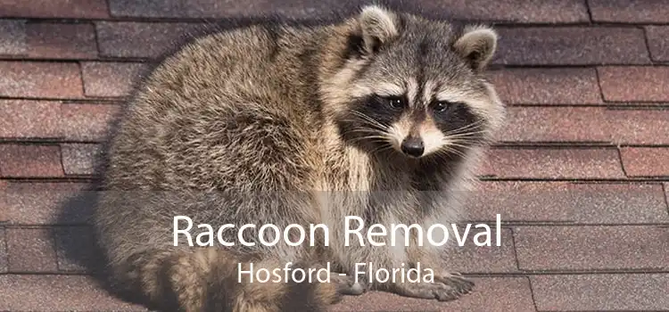 Raccoon Removal Hosford - Florida