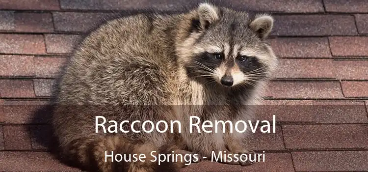 Raccoon Removal House Springs - Missouri