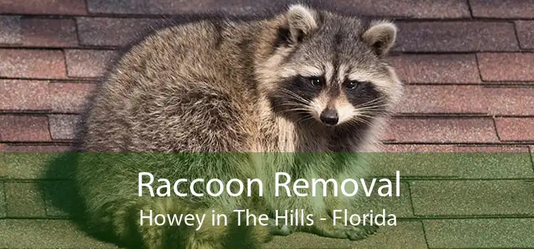 Raccoon Removal Howey in The Hills - Florida