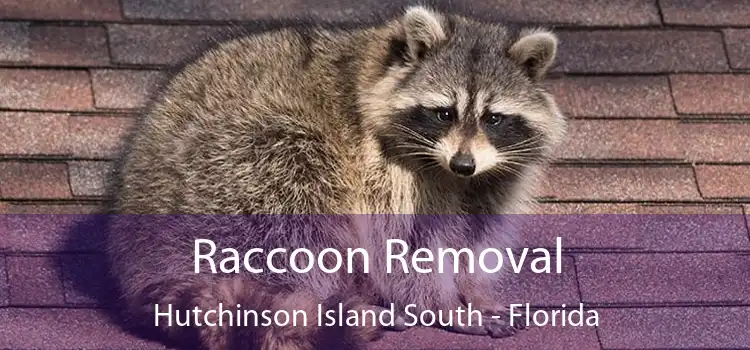 Raccoon Removal Hutchinson Island South - Florida