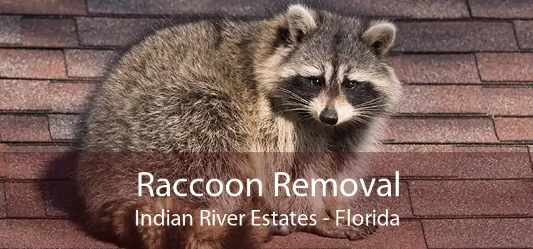 Raccoon Removal Indian River Estates - Florida