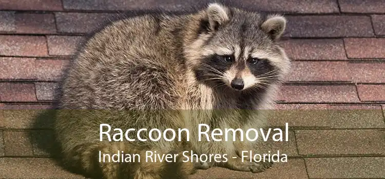 Raccoon Removal Indian River Shores - Florida