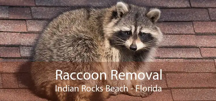 Raccoon Removal Indian Rocks Beach - Florida
