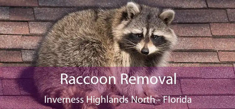 Raccoon Removal Inverness Highlands North - Florida