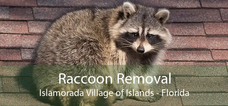 Raccoon Removal Islamorada Village of Islands - Florida