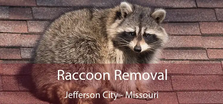 Raccoon Removal Jefferson City - Missouri