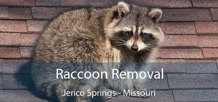 Raccoon Removal Jerico Springs - Missouri