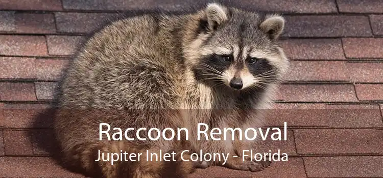 Raccoon Removal Jupiter Inlet Colony - Florida
