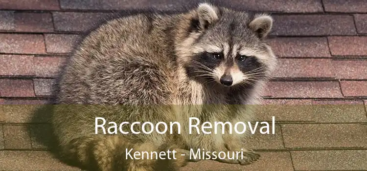 Raccoon Removal Kennett - Missouri