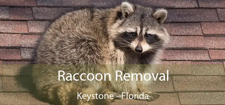 Raccoon Removal Keystone - Florida