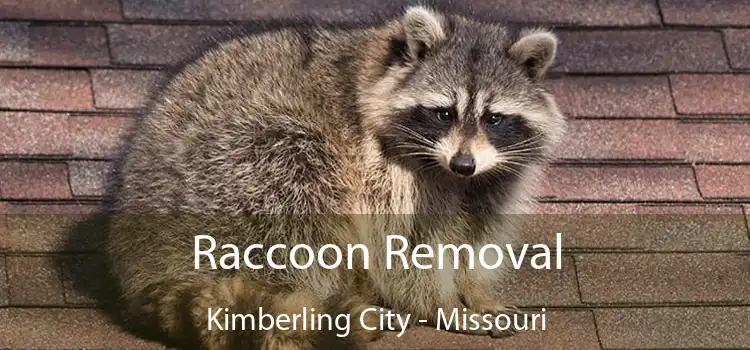 Raccoon Removal Kimberling City - Missouri