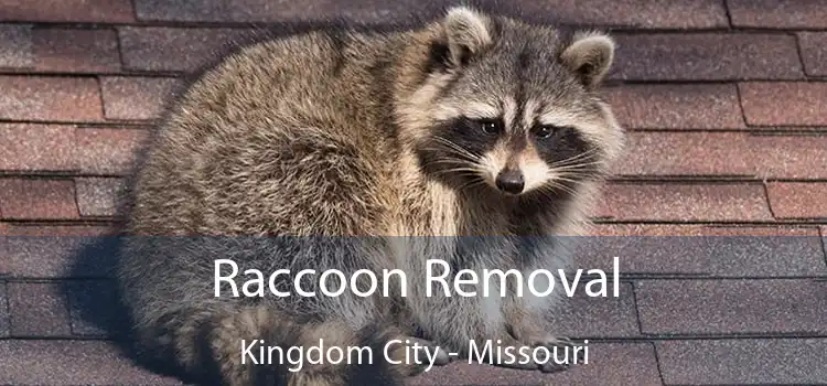 Raccoon Removal Kingdom City - Missouri