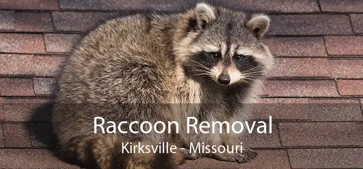 Raccoon Removal Kirksville - Missouri