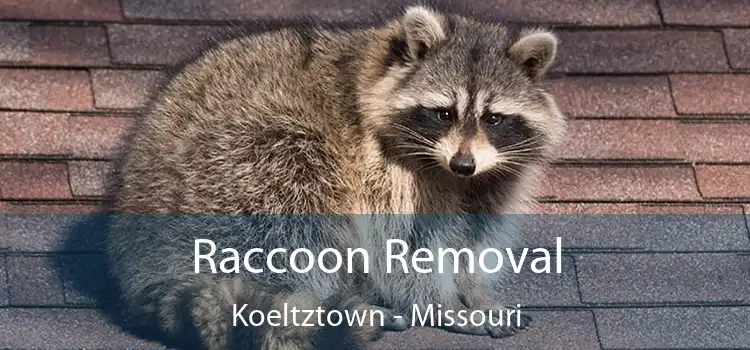 Raccoon Removal Koeltztown - Missouri