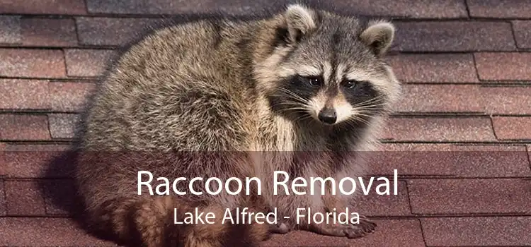 Raccoon Removal Lake Alfred - Florida