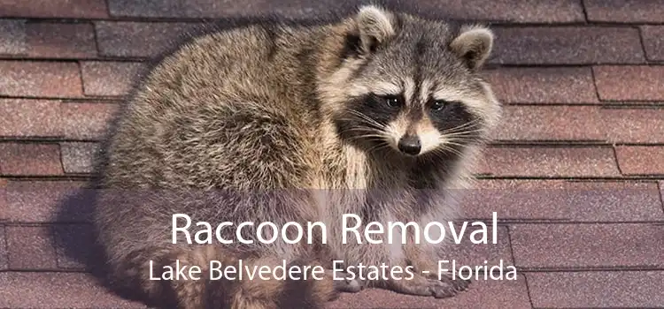 Raccoon Removal Lake Belvedere Estates - Florida